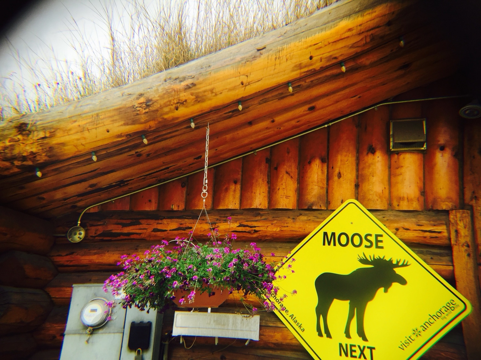 在阿拉斯加,連交通警告都有自己的地方特色。