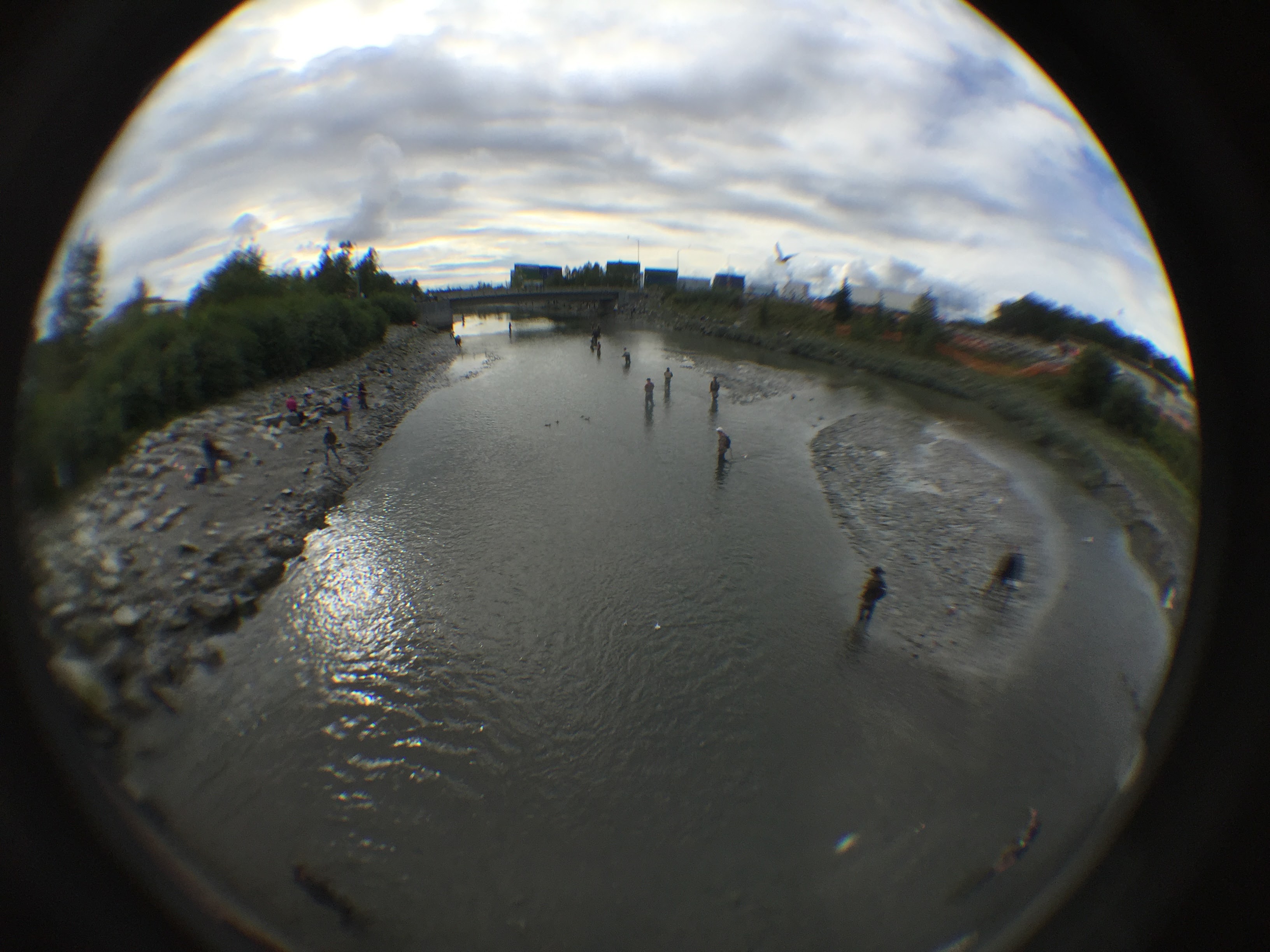 站在冷水裡等魚,是阿拉斯加河流最真實的日常風景。